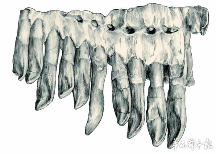 马门溪龙的牙齿