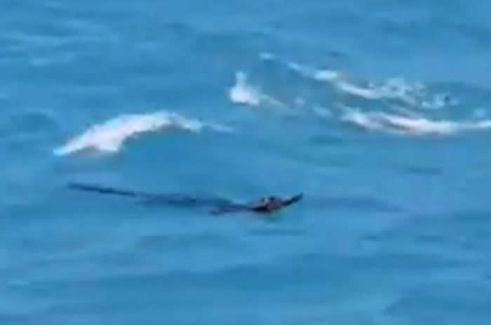 泰国普吉岛热门海滩上正在寻找暹罗鳄