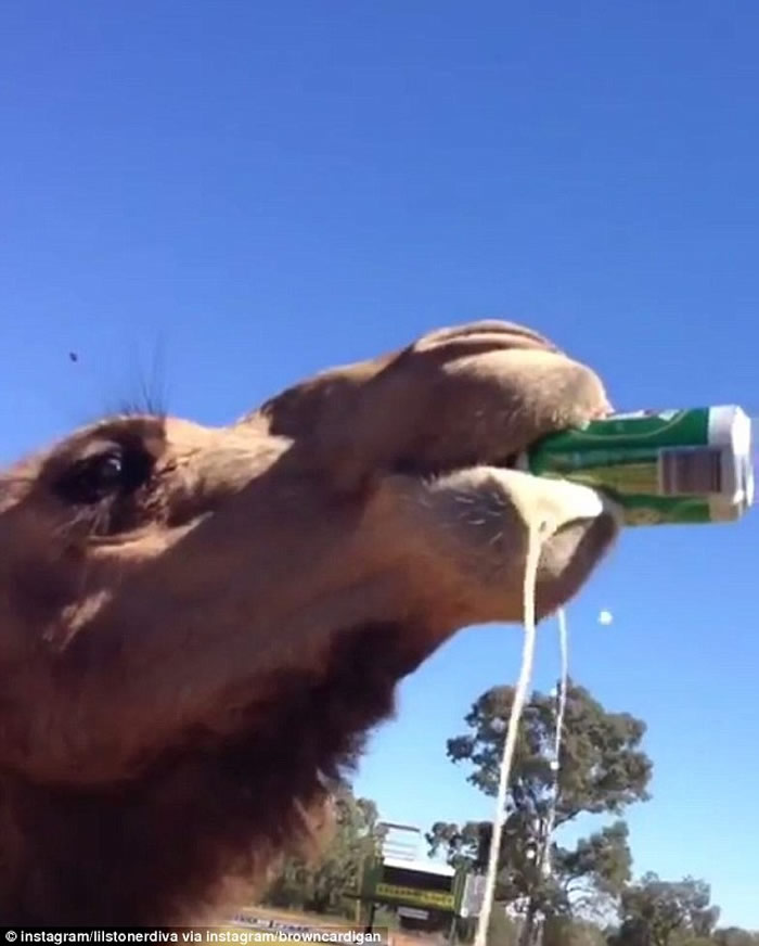 澳洲新南威尔士省骆驼一口气喝完整罐啤酒