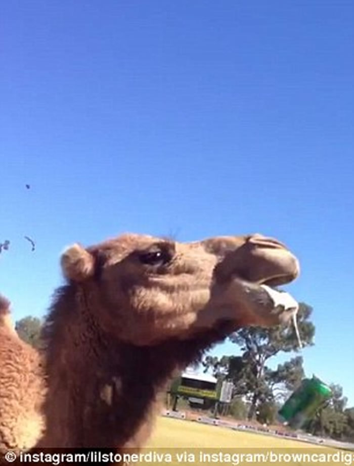 澳洲新南威尔士省骆驼一口气喝完整罐啤酒