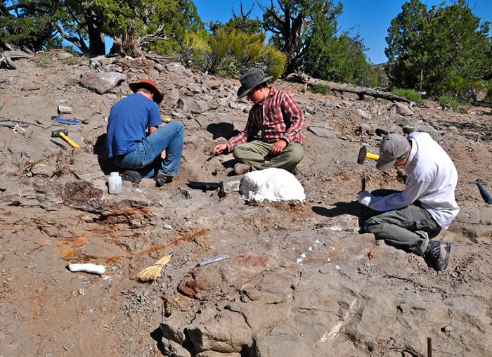 ���������ݷ��ְ��Ѽͺ��ڼ�����Ʒ�� �����������޽���