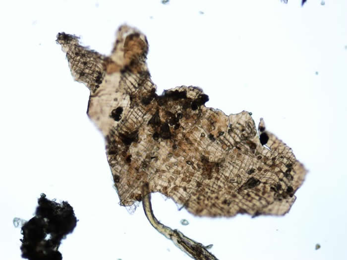 �о����ڱ��˵�θ���������з��ֵ�һСƬδ����ֲ����֯�� PHOTOGRAPH COURTESY INSTITUTE FOR MUMMY STUDIES, EUR