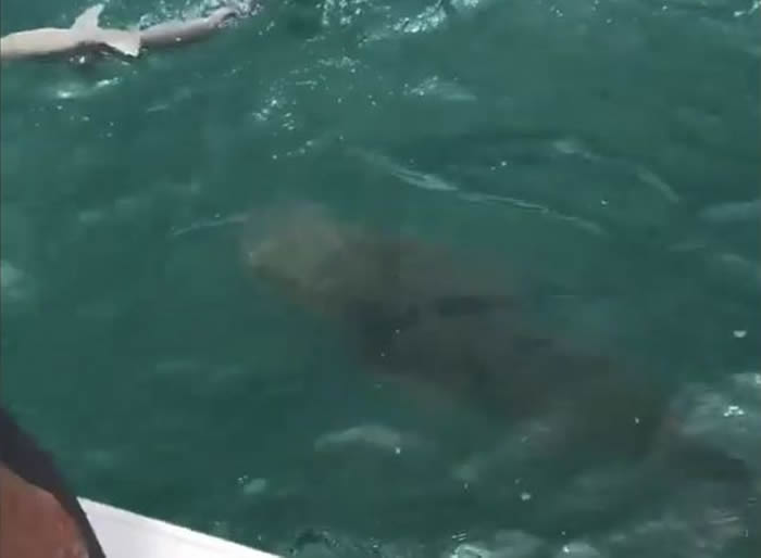 222公斤重巨型大西洋石斑鱼一口吞掉美国渔夫捕到的鲨鱼