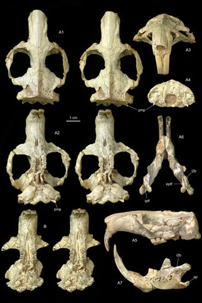 ���ĸ��������֣���ͷ�Ǻ����ǣ������¹�ͼ��