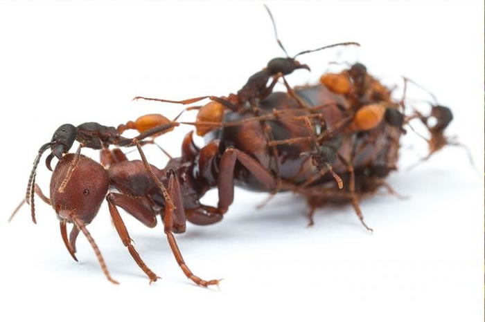 一个与胰岛素信号相关的单一基因可能驱动了蚁后生殖王权的演化崛起