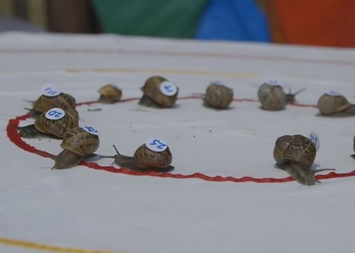 蜗牛赛跑世界锦标赛日前在英国诺福克郡举行。