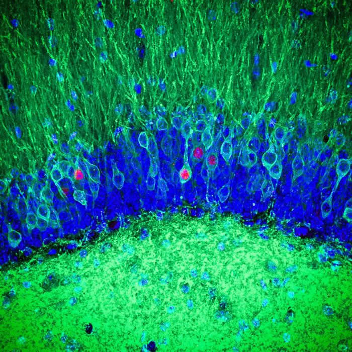 当小鼠经历了正面、负面和中性的体验时,该蛋白就会绑定特定的记忆,让研究人员可以确定这段记忆储存在脑中哪个部位。 PHOTOGRAPH BY STEPHANIE