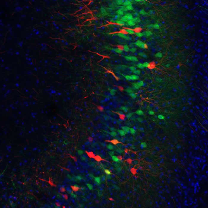 研究团队以光线直接照射小鼠头部,就能叫出一段回忆。 PHOTOGRAPH BY MONIKA SHPOKAYTE