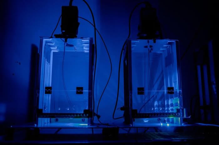 在这个行为观察箱中,小鼠会经历能触发它们正面或负面记忆的状况。 PHOTOGRAPH BY JOSEPH ZAKI