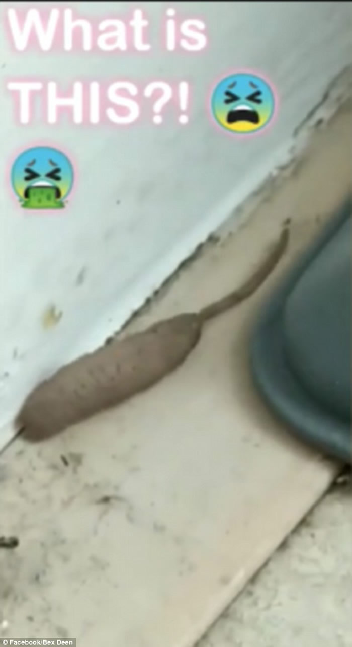 Ӣ���ϰ��ն�Ů���ڼ��з���һ��������״����