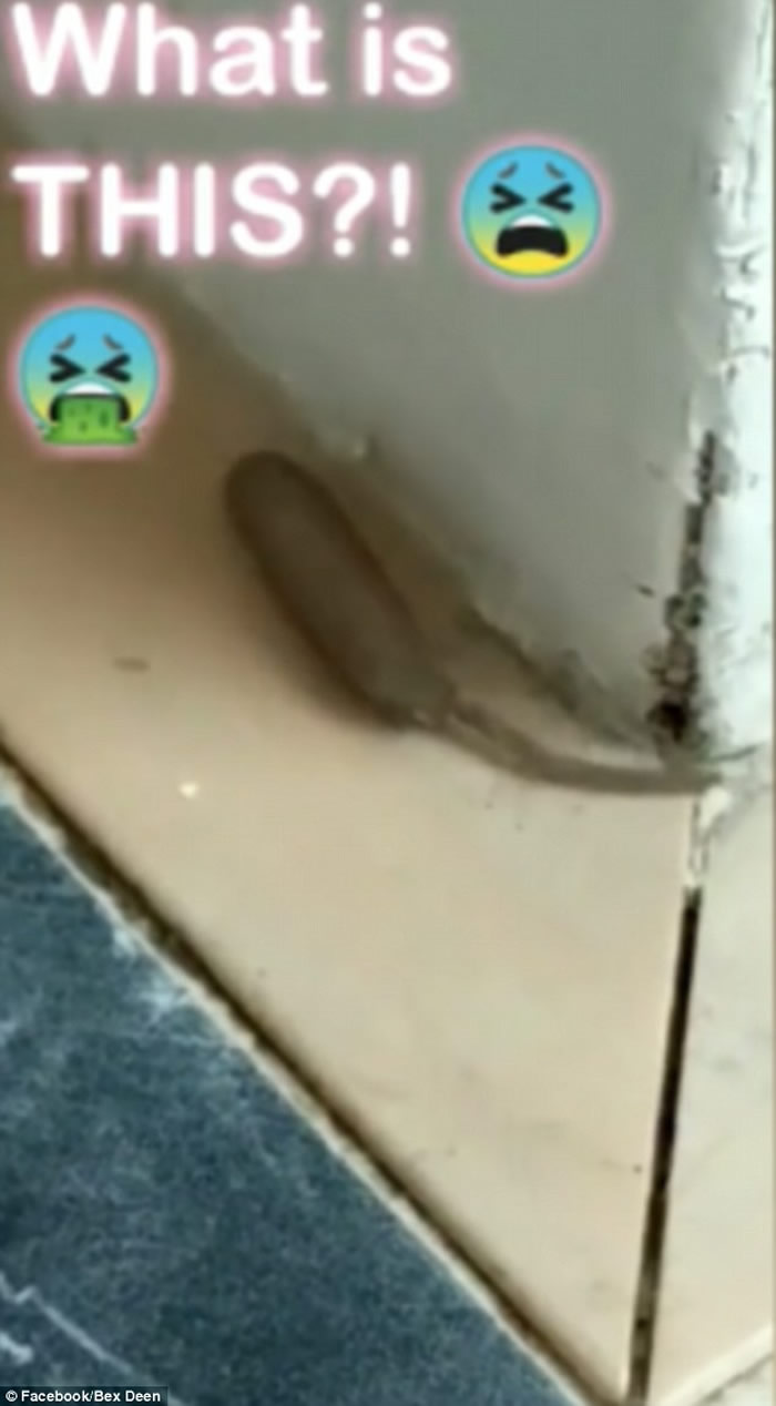 Ӣ���ϰ��ն�Ů���ڼ��з���һ��������״����