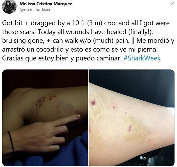 海洋生物学家讲述逃出鳄鱼嘴巴的历险记