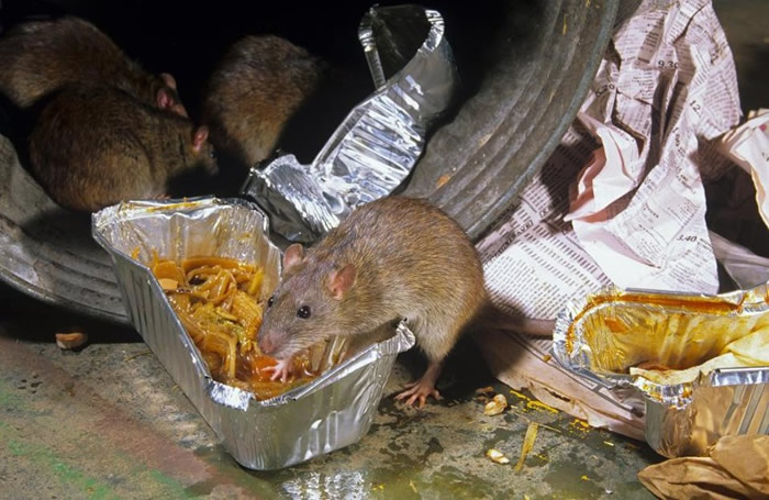 Ӣ��������󻼡�