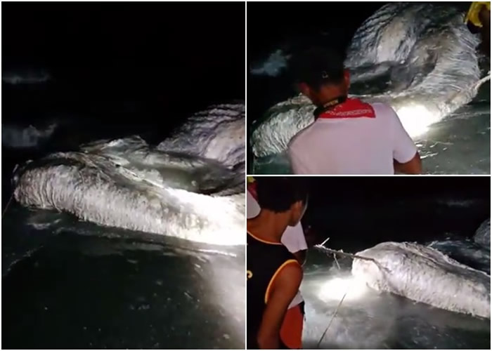 �����֡�ȫ����ɫ���ë�������������