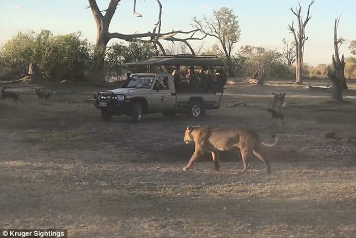 非洲博茨瓦纳莫瑞米野生动物保护区母狮为保护幼崽与一群野狗对峙