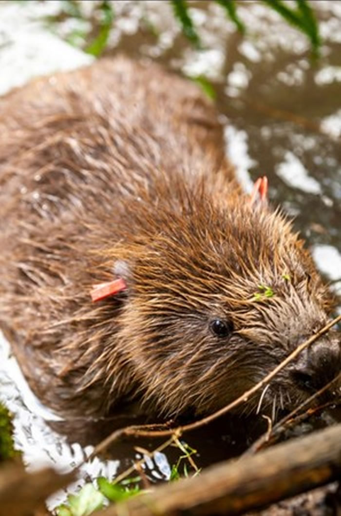 河狸是天生的堤坝建筑师,能够自行制作小水坝,以稳定河流。