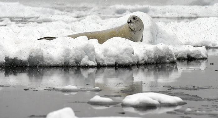 ����Ȼ����ѧ��־�����������ˮ�д����Ķ�����̼���ӳ��� ʹ�����п��ܴ�������