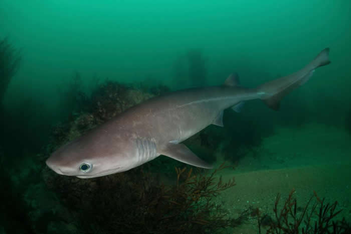 裨bluntnose sixgill shark, Hexanchus griseusǱȻˣInternational Union f