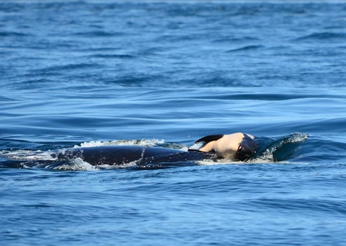 鲸鱼妈妈无数次抬起鲸尸(上)到水面呼吸。