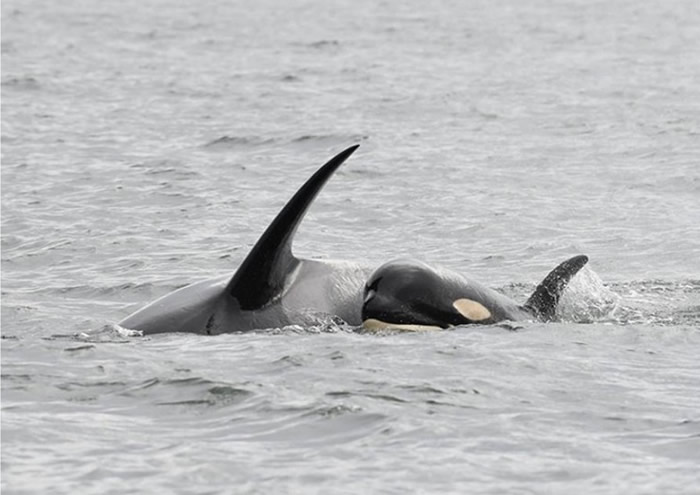 鲸鱼妈妈疑因食物不足,令诞下的幼鲸(右)无法存活。