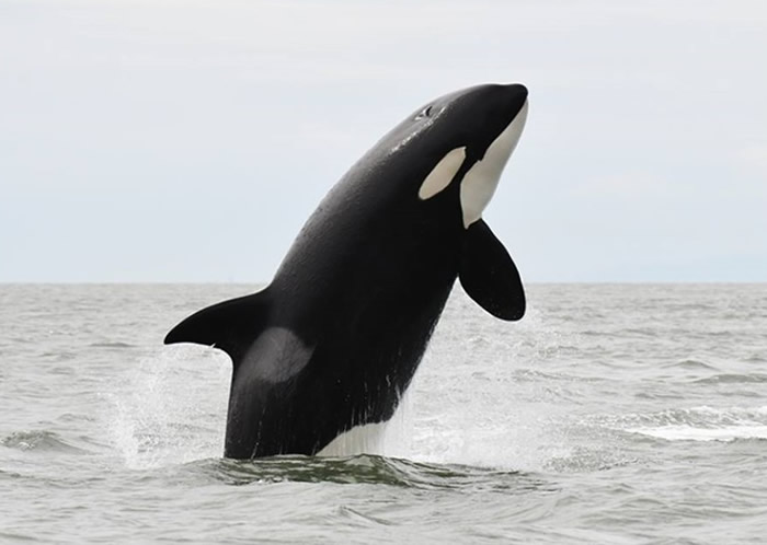 南方定居杀人鲸已被美国列为濒临灭绝物种。