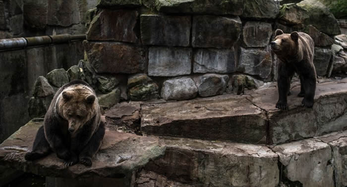 吉尔吉斯斯坦南部两头天山棕熊袭击高山牧场 67只羊无一幸免