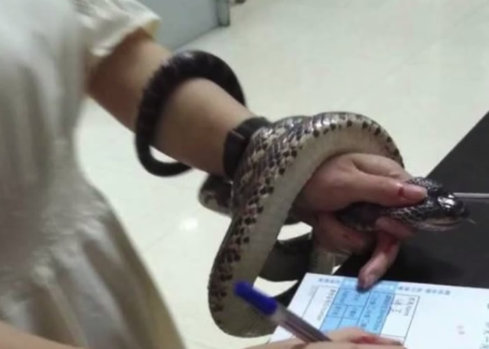 浙江省金华市浦江县女子被蛇咬伤 徒手捉1.5米大蛇自行求医