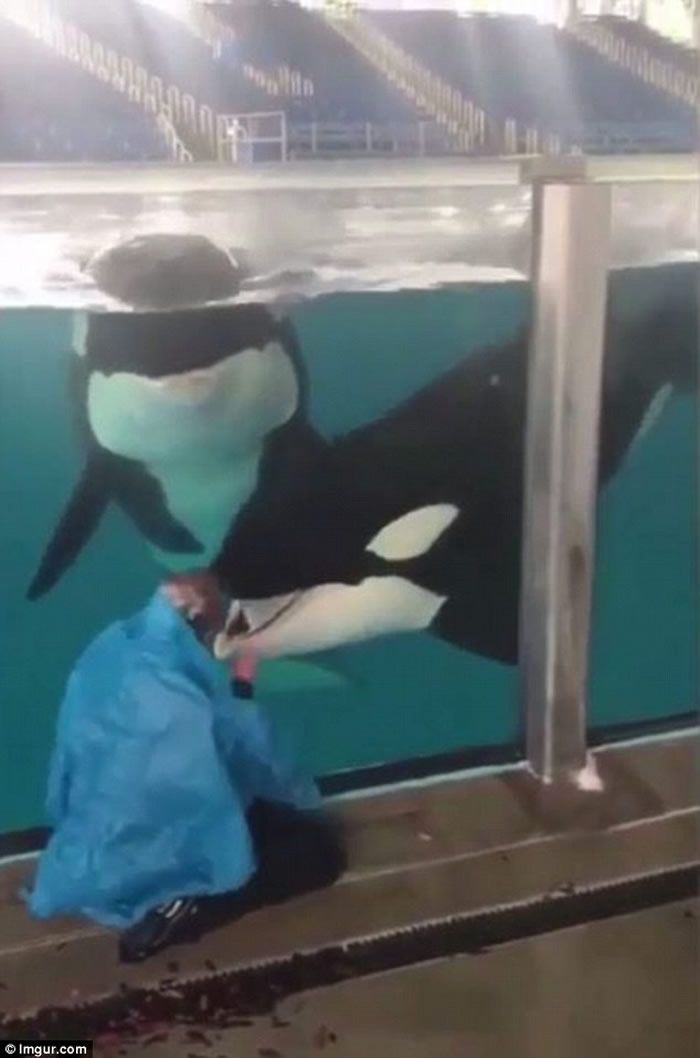 美国德州圣安东尼奥海洋世界女训练员玩消失魔术 聪明杀人鲸完全没有中计