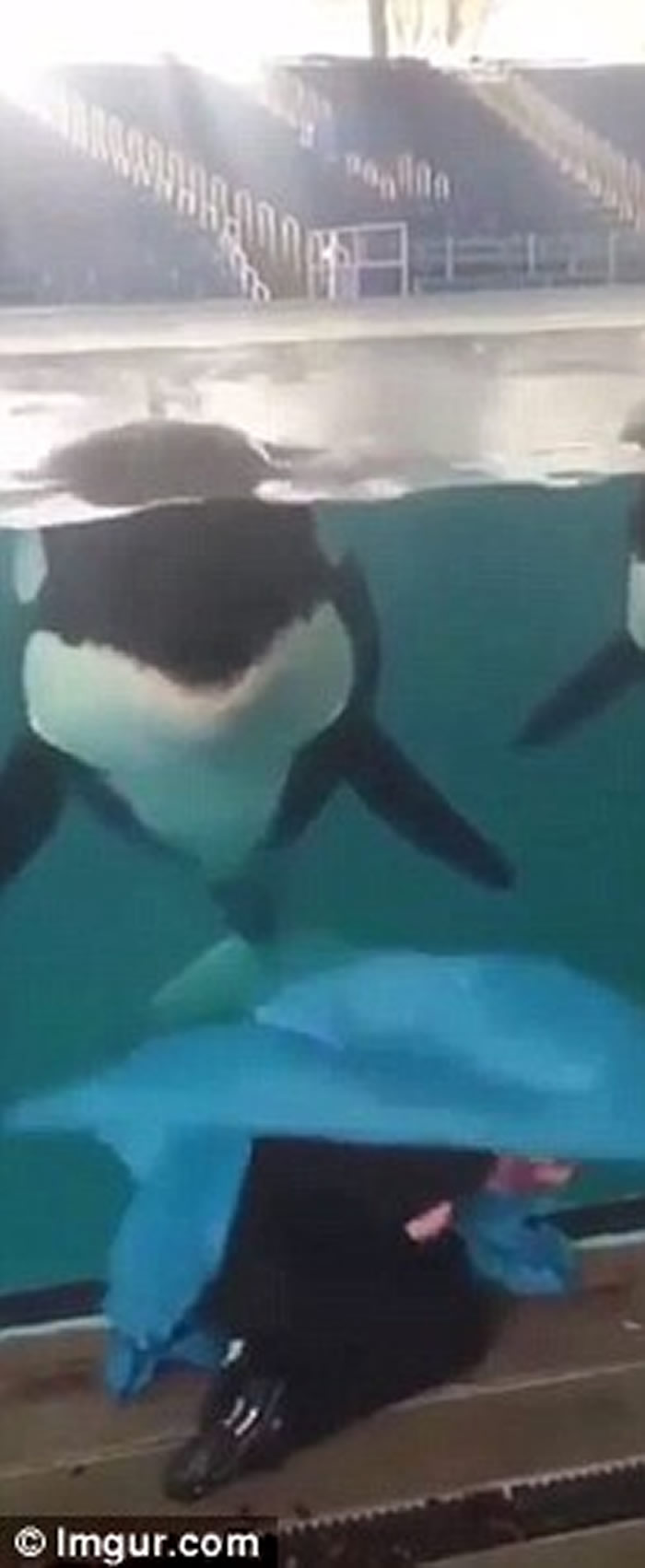 美国德州圣安东尼奥海洋世界女训练员玩消失魔术 聪明杀人鲸完全没有中计