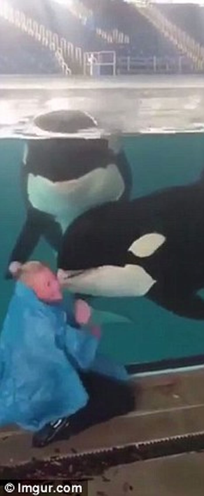 美国德州圣安东尼奥海洋世界女训练员玩消失魔术 聪明杀人鲸完全没有中计