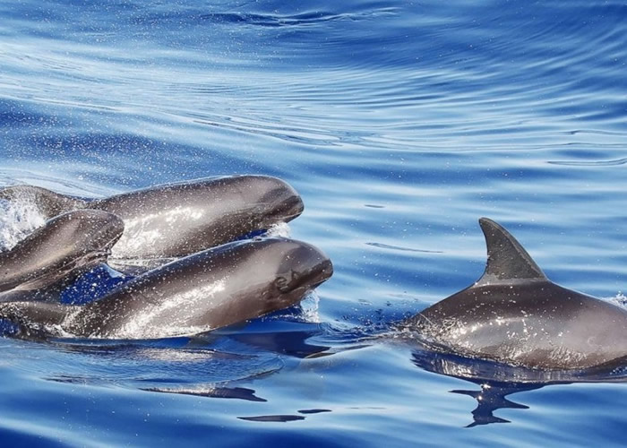 �������е��ӽ������ࡱ���У��븸ĸһ����߮��