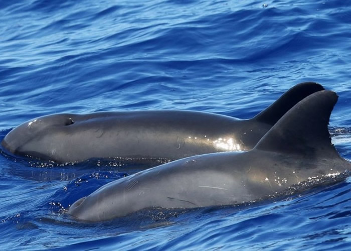 ���ӽ������ࡱ��ĸ�ף�����������������ˮ���û�Ĺ�ͷ����