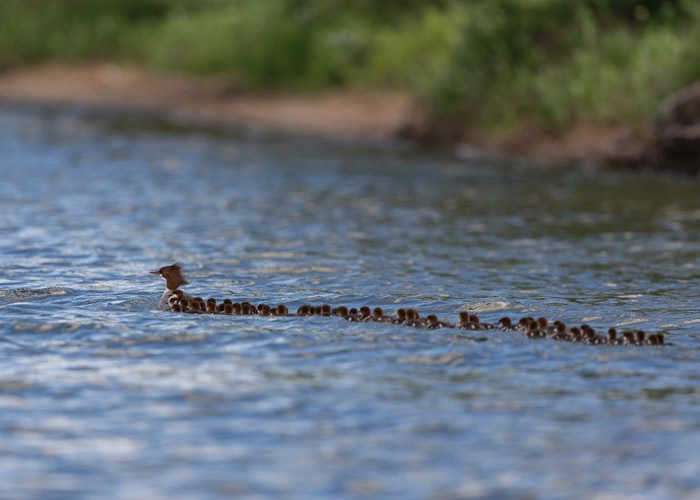 ĸѼ�����ų���СѼ�����ں��������ι���ɷ����Ȥ��