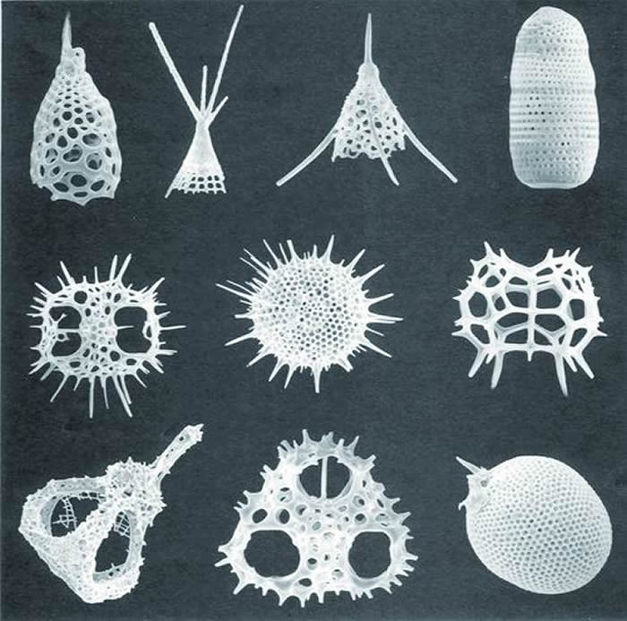 各种各样的放射虫