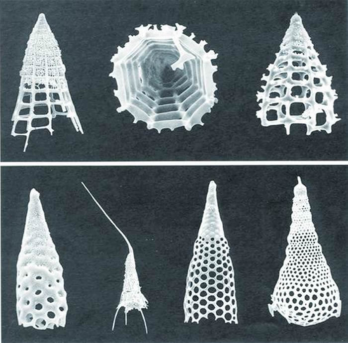 各种各样的放射虫