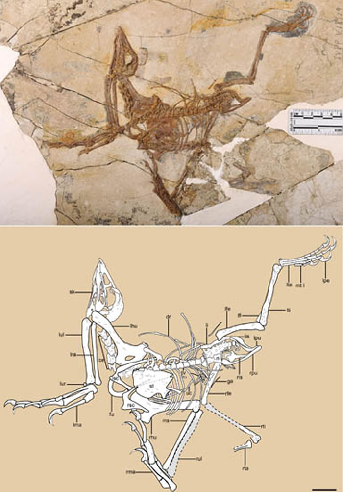 孔子杨氏鸟(Yangavis confucii)正型(王敏供图)