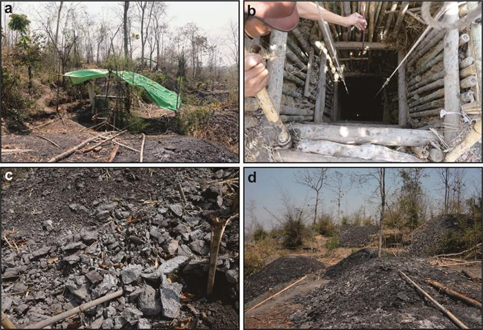 提林琥珀野外露头