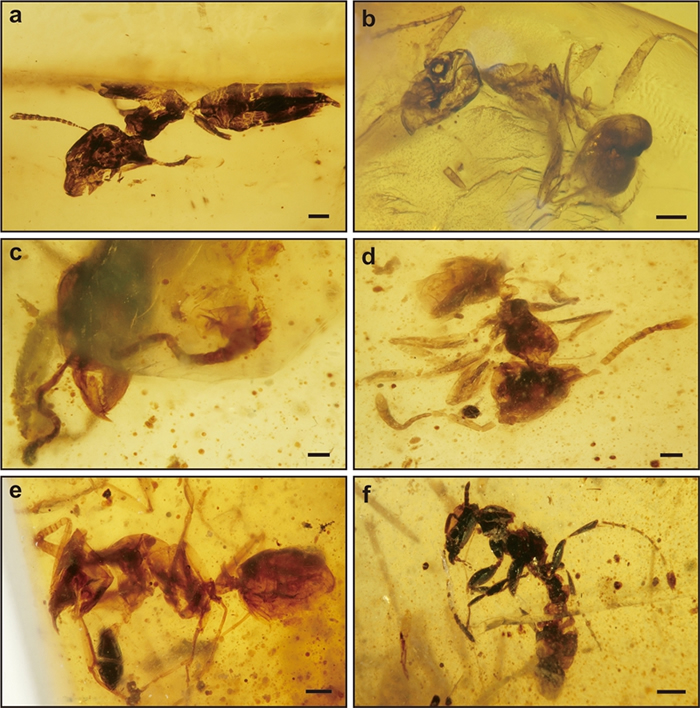 提林琥珀中各类蚂蚁