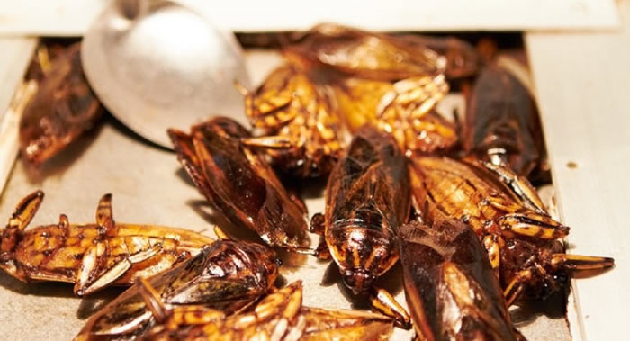 美国威斯康星大学麦迪逊分校新研究发现食用昆虫有益肠道健康