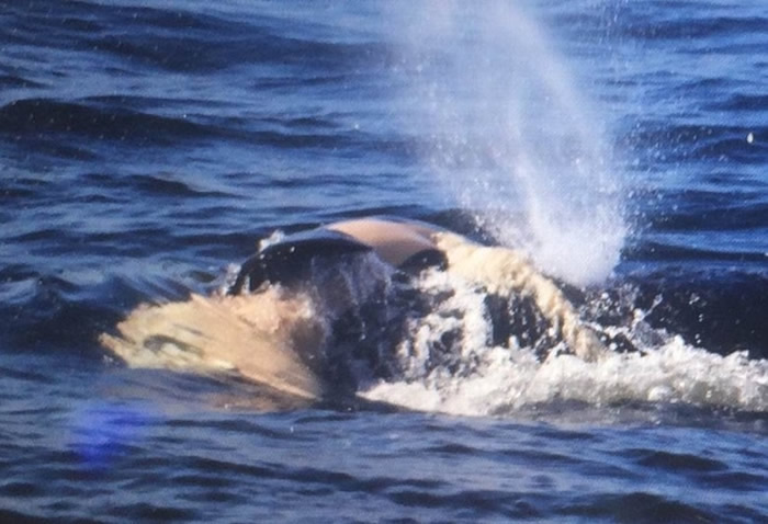 J35早前一直顶着夭折幼鲸。