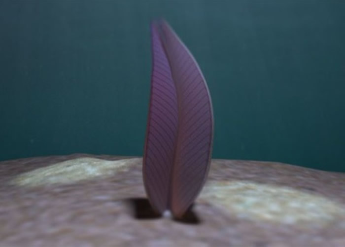 这片5亿年前埃迪卡拉纪时代的“叶子”居然是动物