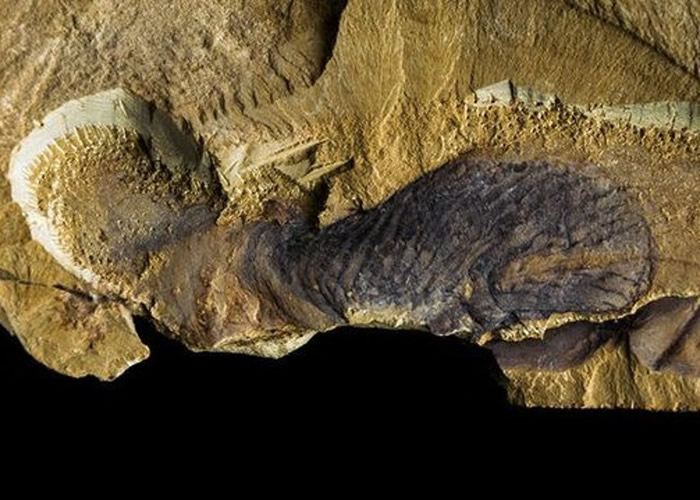 专家研究相关化石后得出结论。