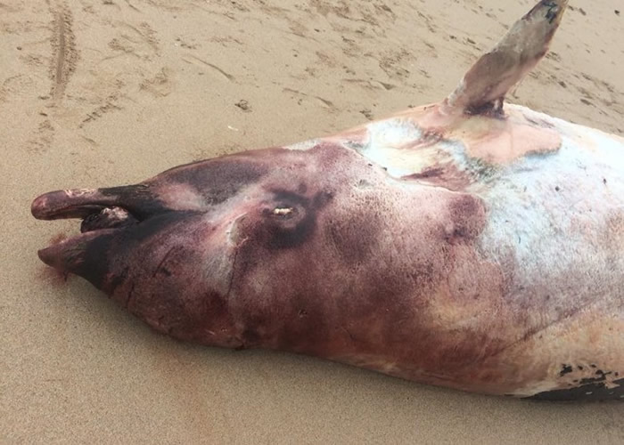 爱尔兰西部有8条柯氏喙鲸尸体被冲上海岸 疑与英军反潜声纳有关