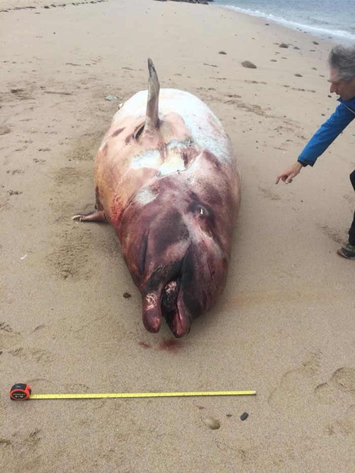 死亡的是柯氏喙鲸。