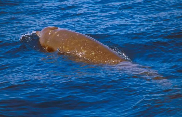 柯氏喙鲸习惯深潜。