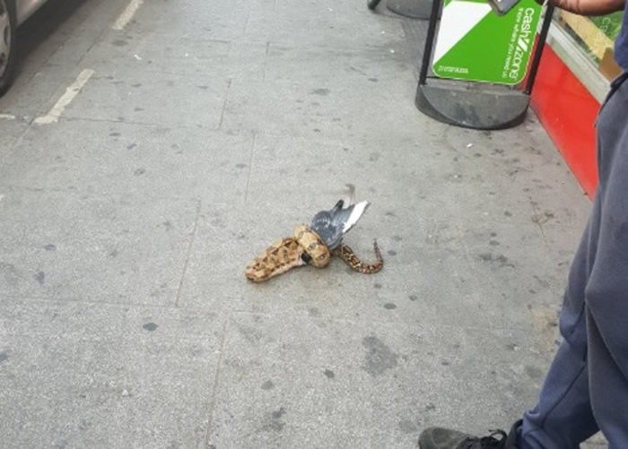 Ӣ���׶ؽ�ͷ�����߳Ե������� ��֯����������