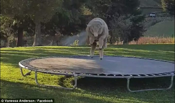 ����������͵͵���ڼ��к�԰������ ͷ����Ŀ������Ц