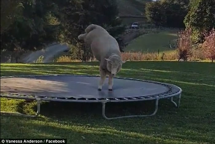 ����������͵͵���ڼ��к�԰������ ͷ����Ŀ������Ц