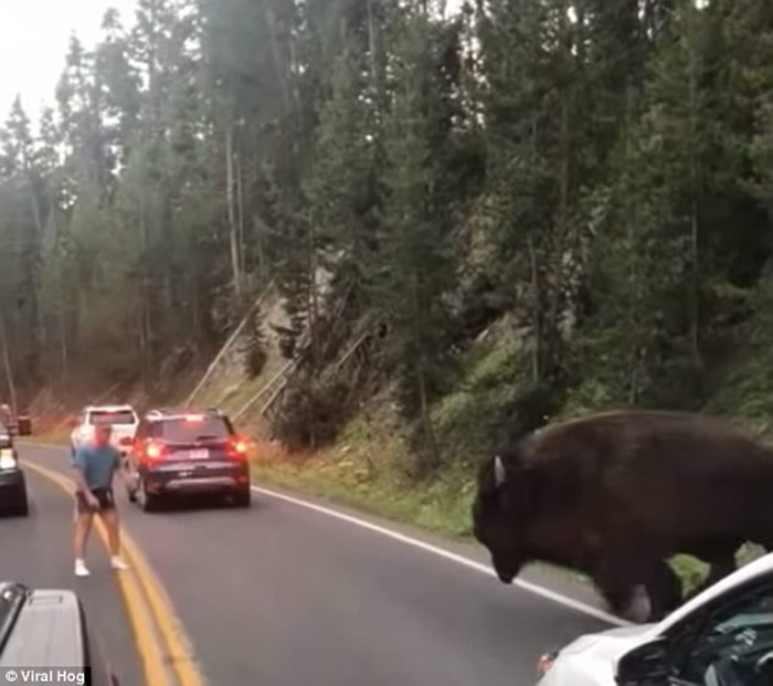 �������ӻ�ʯ��԰����2ǧ��Ұţ