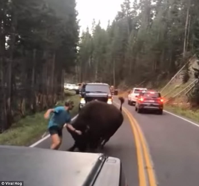 �������ӻ�ʯ��԰����2ǧ��Ұţ